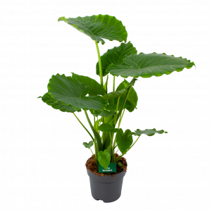 Alocasia Gageana California - Olifantsoor - p21 h85 - Groene kamerplanten - biezen voor