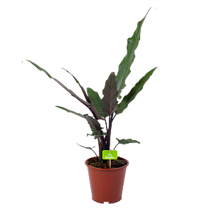 Alocasia Lauterbachiana - Olifantsoor - p19 h70 - Groene kamerplanten - biezen voor