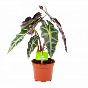 Alocasia Polly - Olifantsoor - p17 h50 - Groene kamerplanten - biezen voor