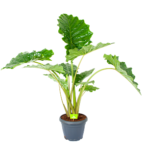 Alocasia Portodora - Olifantsoor - p35 h135 - Groene kamerplanten - biezen voor