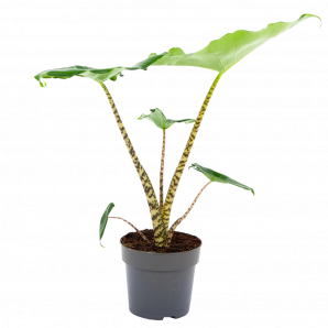 Alocasia Zebrina - Olifantsoor - p14 h40 - Groene kamerplanten - biezen voor
