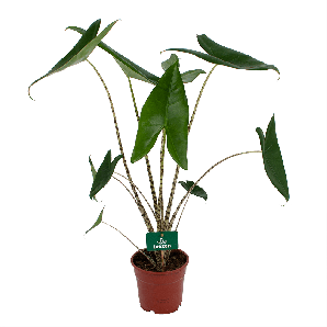 Alocasia Zebrina  - Olifantsoor - p17 h60 - Groene kamerplanten - biezen voor