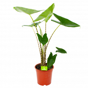 Alocasia Zebrina  - Olifantsoor - p19 h70 - Groene kamerplanten - biezen voor
