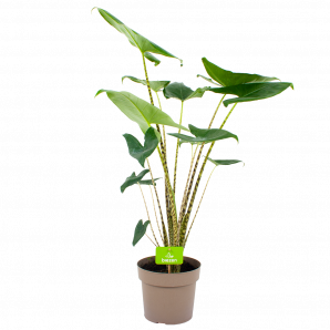 alocasia zebrina-olifantsoor-groene kamerplanten-potmaat 21cm-hoogte 100cm-biezen-label