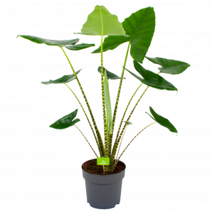 alocasia zebrina-olifantsoor-groene kamerplanten-potmaat 32cm-hoogte 120cm-biezen-label