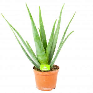 Aloe Vera Barbadensis - p18 h60 - Cactussen en vetplanten - biezen voor