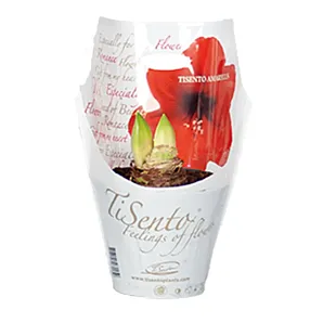 Amaryllis Bol in Pot - 2 Stelen - p14 -Diverse kleuren