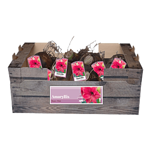 Amaryllis XXL Jumbo Roze - 1st - Bloembollen - JUB Holland