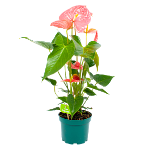 Anthurium Andreanum - Flamingoplant - p17 h70 Roze - Bloeiende kamerplanten - biezen voor
