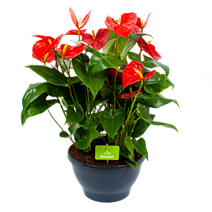 Anthurium Andreanum - Flamingoplant - p30 h80 Rood - Bloeiende kamerplanten - biezen voor