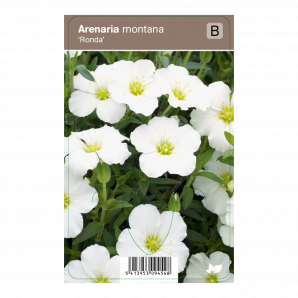 Arenaria montana ‘Ronda’ - Zandkruid - p9 - wit