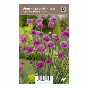 Armeria pseudarmeria ‘Ballerina Purple Rose’ - Engels gras - p9 - paars