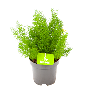 Asparagus Densiflorus Meyers - Aspergeplant - p12 h30 - Groene kamerplanten - biezen voor