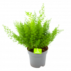 Asparagus Densiflorus Meyers - Aspergeplant - p17 h45 - Groene kamerplanten - biezen voor