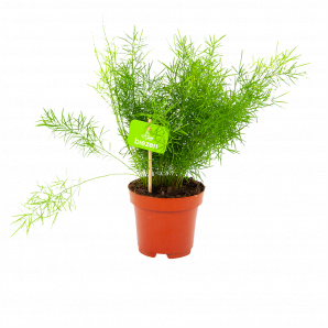 asparagus sprengeri-aspergeplant-groene kamerplanten-potmaat 12cm-hoogte 30cm-biezen-label