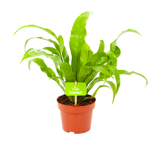 Asplenium Antiquum - Nestvaren - p12 h35 - Groene kamerplanten - biezen voor