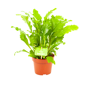 Asplenium Campio - Vogelnestvaren - p12 h30 - Groene kamerplanten - biezen voor