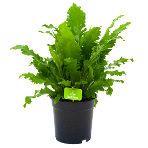 asplenium campio-vogelnestvaren-groene kamerplanten-potmaat 17cm-hoogte 50cm-biezen-label
