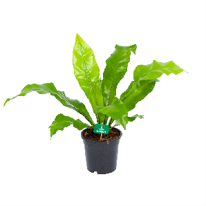 Asplenium Nidus - Nestvaren - p17 h45 - Kamerplant - Groene kamerplanten, Varens - biezen voor
