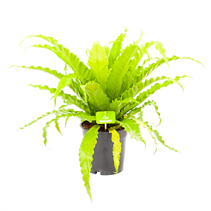 Asplenium Osaka - Nestvaren - p17 h40 - Groene kamerplanten - biezen voor
