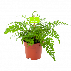 Asplenium Parvati - Moedervaren - p14 h40 - Groene kamerplanten - biezen voor