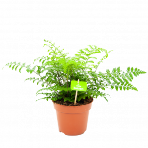 Asplenium 'Parvati' - Moedervaren - p17 h40 - Groene kamerplanten - biezen voor
