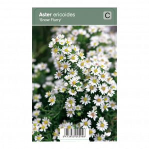 Aster ericoides ‘Snow Flurry’ - Sluieraster - p9 - wit