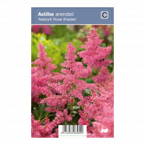 Astilbe arendsii ‘Astary® Rose Shades’ - Pluimspirea - p9 - roze
