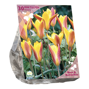 Bees & Butterflies - Tulipa Clusiana var. Chrysantha - 30st - Bloembollen - Baltus