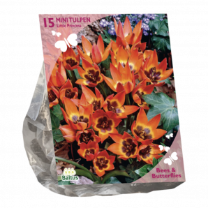 Bees & Butterflies - Tulipa Little Princess - 15st - Bloembollen - Baltus