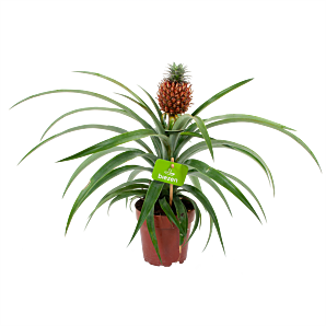 bromelia ananas comosus-ananasplant-groene kamerplanten-potmaat 12cm-hoogte 35cm-biezen-label
