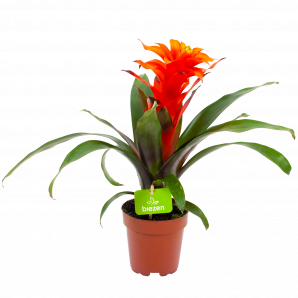 bromelia guzmania deseo-bloeiende kamerplanten-potmaat 12cm-hoogte 40cm-bloemkleur oranje-biezen-label