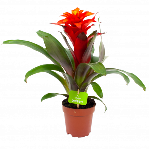 bromelia guzmania deseo-bloeiende kamerplanten-potmaat 12cm-hoogte 40cm-bloemkleur rood-biezen-label