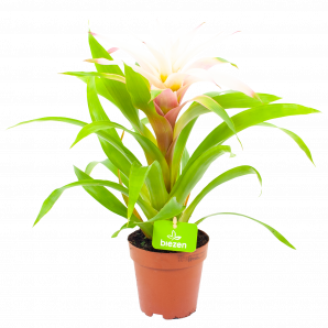bromelia guzmania deseo-bloeiende kamerplanten-potmaat 12cm-hoogte 40cm-bloemkleur wit-biezen-label