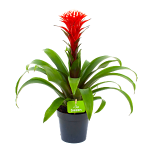 bromelia guzmania hope-bloeiende kamerplanten-potmaat 12cm-hoogte 45cm-bloemkleur rood-biezen-label