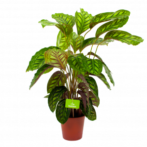 calathea flamestar-schaduwplant-groene kamerplanten-potmaat 19cm-hoogte 75cm-biezen-label