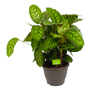 Calathea Flamestar - Schaduwplant - p32 h80 - Groene kamerplanten - biezen voor