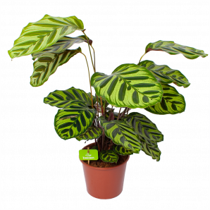 Calathea Makoyana - Pauwenplant - p17 h65 - Groene kamerplanten - biezen voor