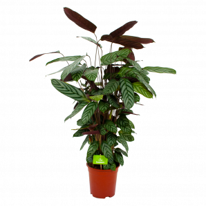 calathea oppenheimiana-pauwenplant-groene kamerplanten-potmaat 21cm-hoogte 105cm-biezen-label