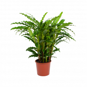 Calathea Rufibarba Bluegrass - Pauwenplant - p17 h65 - Groene kamerplanten - biezen voor