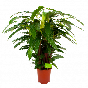 calathea rufibarba mirosha-pauwenplant-groene kamerplanten-potmaat 21cm-hoogte 105cm-biezen-label