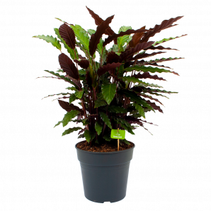 Calathea Rufibarba Wavestar - Pauwenplant - p27 h90 - Groene kamerplanten - biezen voor
