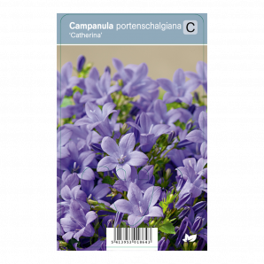 Campanula portenschalgiana ‘Catherina’ - Klokje - p9 - paars