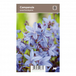 Campanula poscharskyana - Zodevormend klokje - p9 - blauw