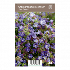 Chaenorhinum organifolium ‘Blue Dream’ - Blauwe Droom - p9 - blauw
