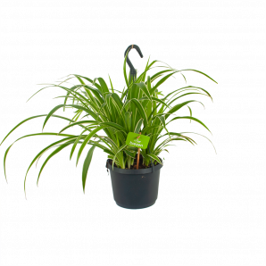 Chlorophytum Comosum Laxum - Graslelie - in Hangpot - p17 h30 - Hangende kamerplanten - biezen voor