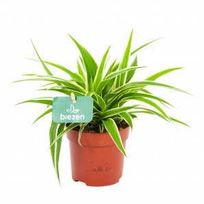 chlorophytum comosum ocean-graslelie-groene kamerplanten-potmaat 11cm-hoogte 15cm-biezen-label