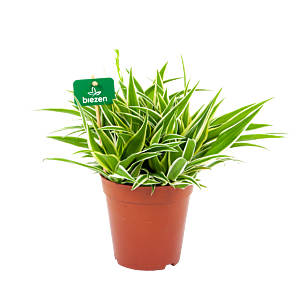 chlorophytum comosum ocean-graslelie-groene kamerplanten-potmaat 15cm-hoogte 30cm-biezen-label