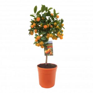 Citrus Calamondin - Manarijnenboom op stam - p19 h60