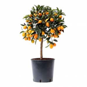 Citrus Kumquat - Sinaasappelboom op stam - p21 h60/70